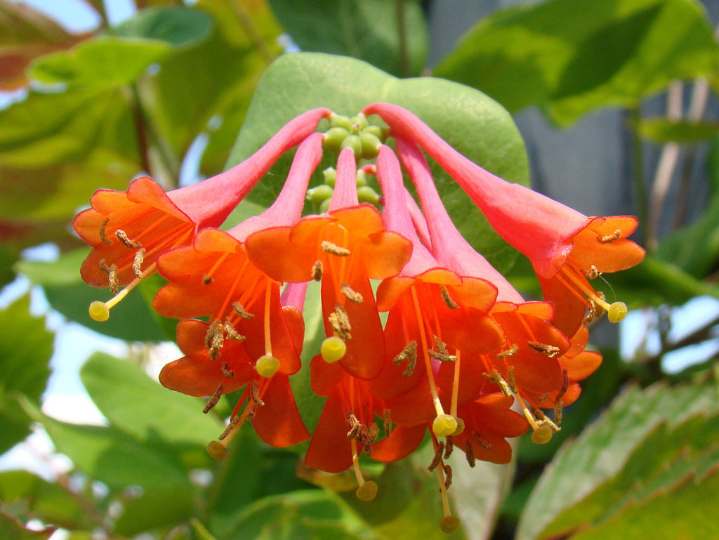 Lonicera Dropmore Scarlet | Brushwood Nursery, Clematis Specialists