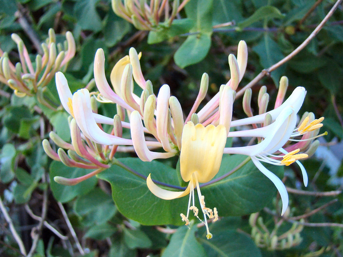 Lonicera etrusca Superba, Lonicera: Honeysuckle - Brushwood Nursery, Clematis Specialists