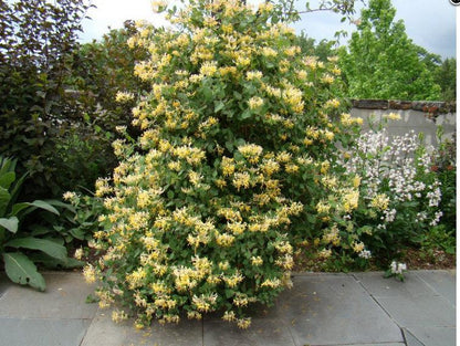 Lonicera etrusca Superba, Lonicera: Honeysuckle - Brushwood Nursery, Clematis Specialists