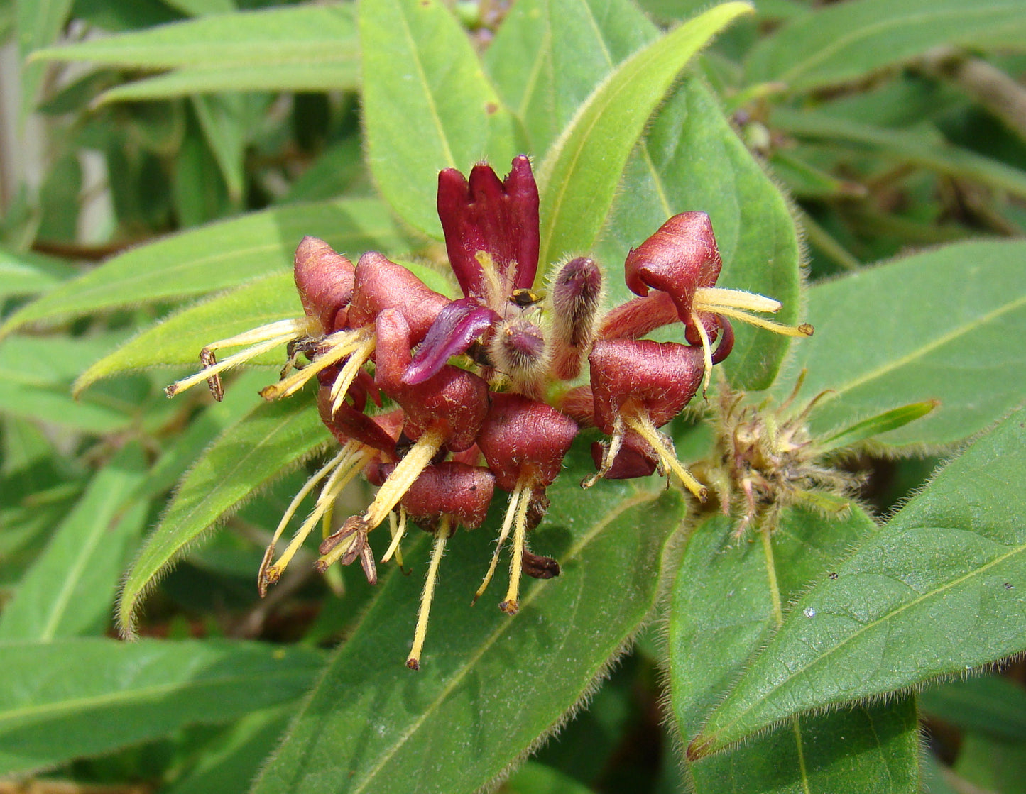 Lonicera giraldii, Lonicera: Honeysuckle - Brushwood Nursery, Clematis Specialists