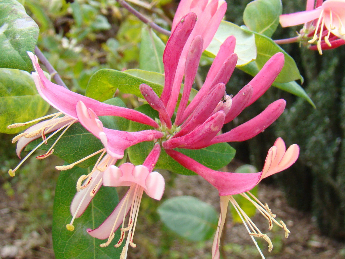 Lonicera Goldflame, Lonicera: Honeysuckle - Brushwood Nursery, Clematis Specialists