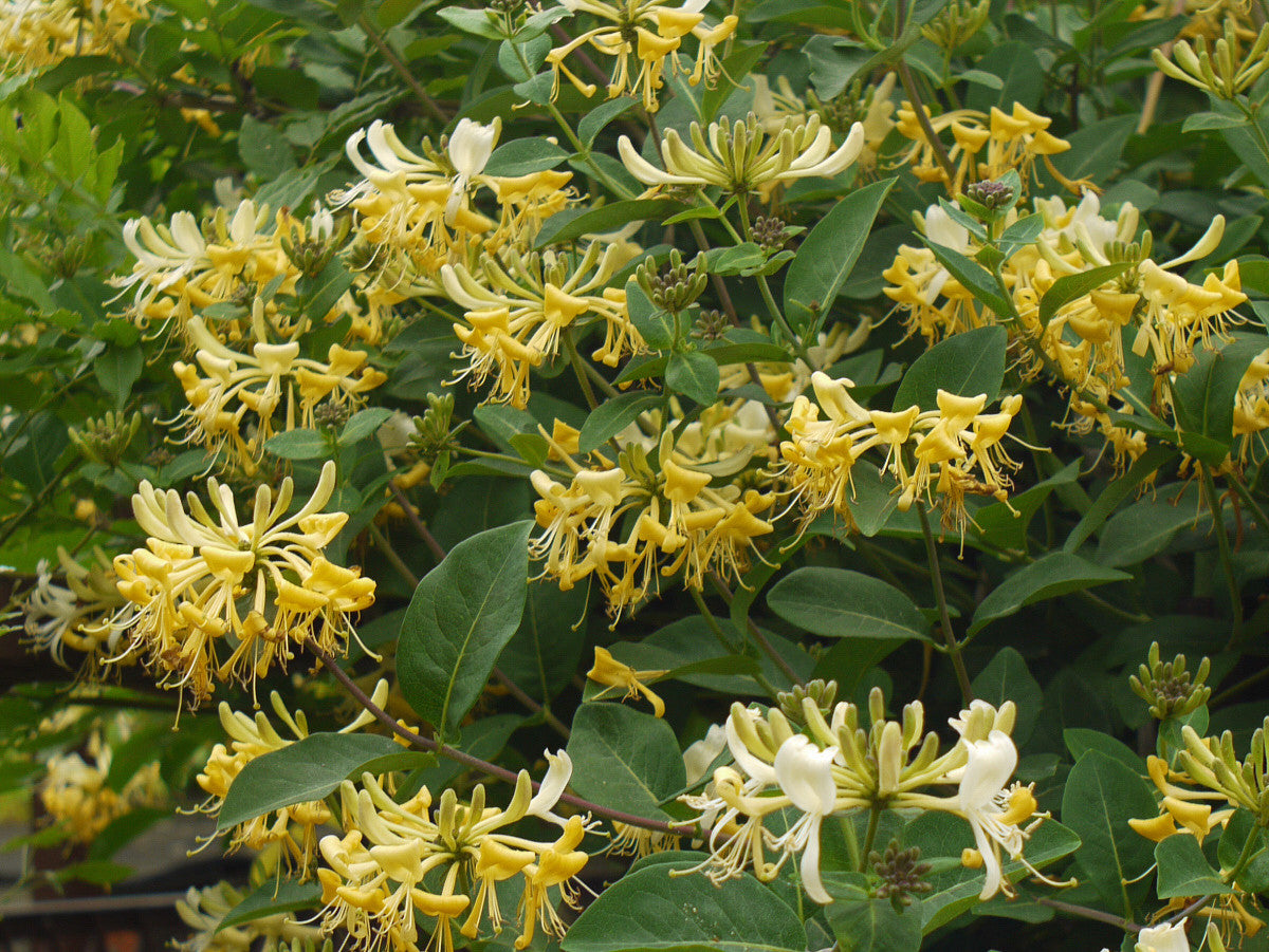 Lonicera Graham Thomas, Lonicera: Honeysuckle - Brushwood Nursery, Clematis Specialists