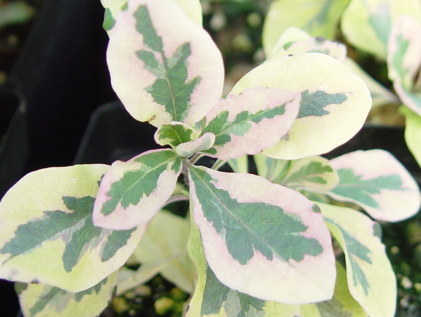 Lonicera Harlequin, Lonicera: Honeysuckle - Brushwood Nursery, Clematis Specialists