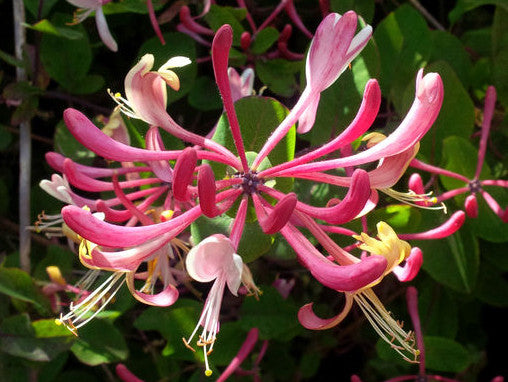 Lonicera Italica, Lonicera: Honeysuckle - Brushwood Nursery, Clematis Specialists