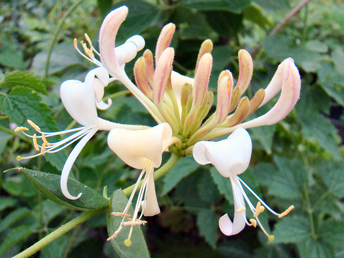 Lonicera Munster, Lonicera: Honeysuckle - Brushwood Nursery, Clematis Specialists