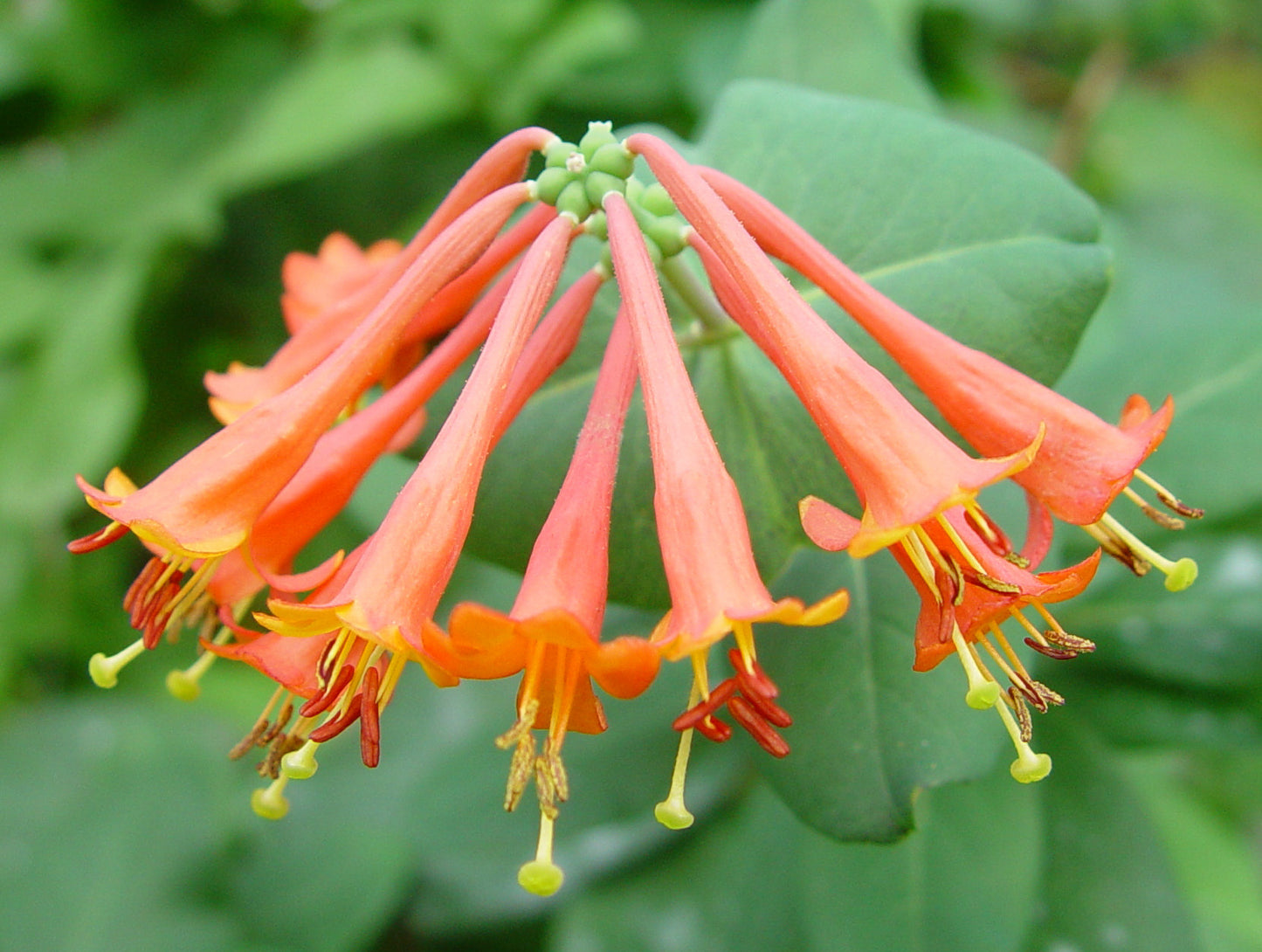 Lonicera sempervirens, Native Vines - Brushwood Nursery, Clematis Specialists