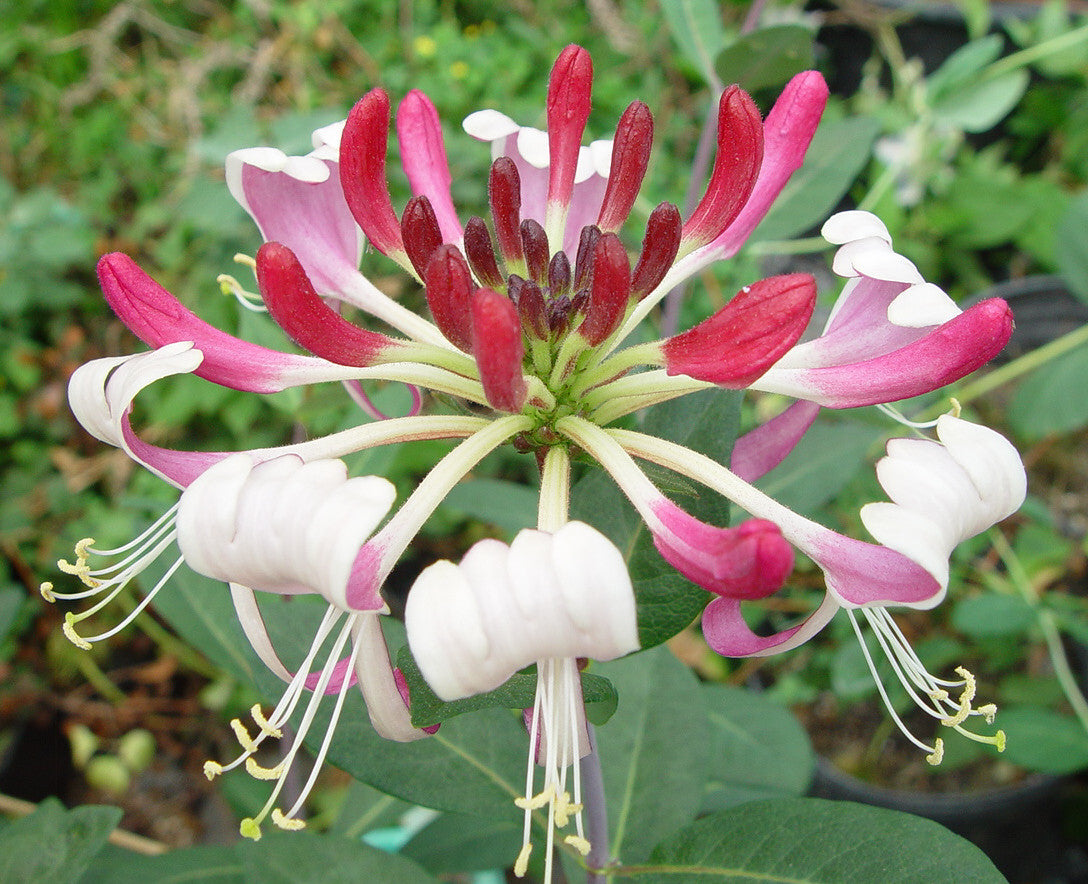 Lonicera periclymenum var. serotina Florida, Lonicera: Honeysuckle - Brushwood Nursery, Clematis Specialists