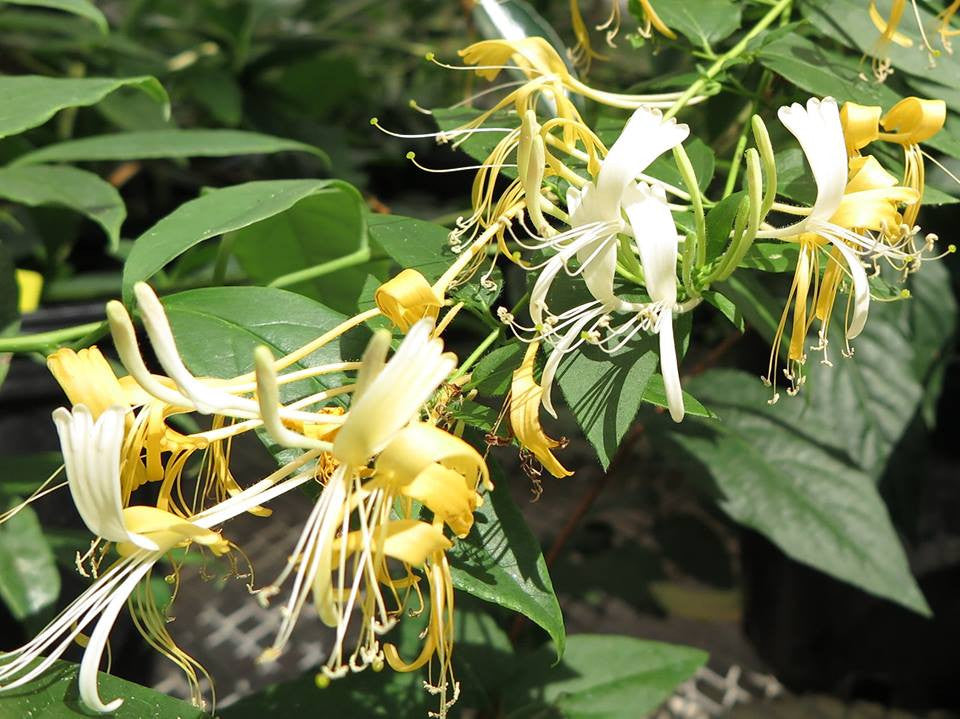 Lonicera similis var delavayi, Lonicera: Honeysuckle - Brushwood Nursery, Clematis Specialists