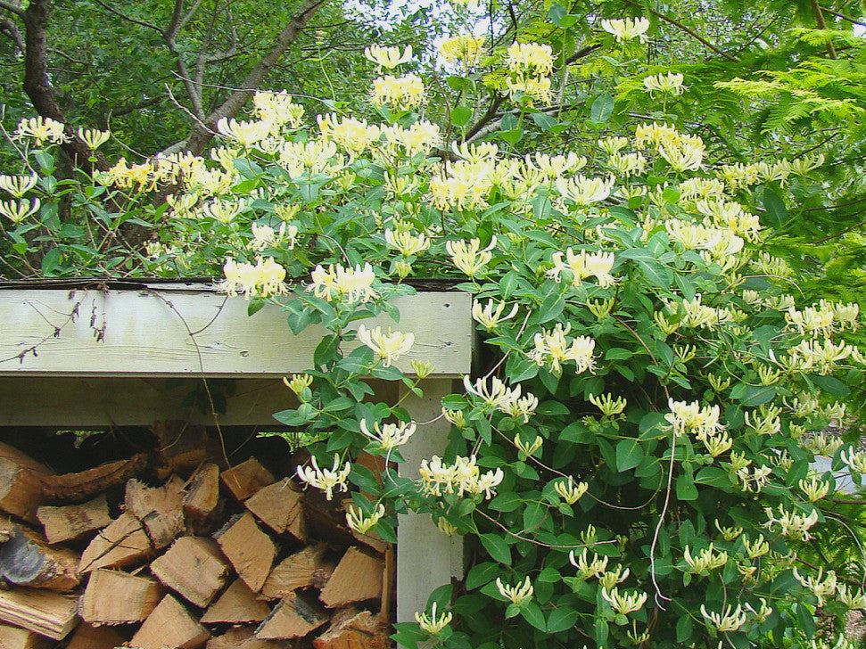 Lonicera Sweet Sue, Lonicera: Honeysuckle - Brushwood Nursery, Clematis Specialists