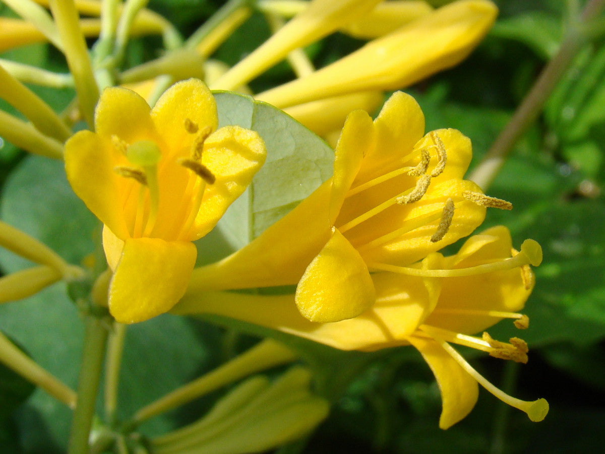 Lonicera Toison d'Or, Lonicera: Honeysuckle - Brushwood Nursery, Clematis Specialists