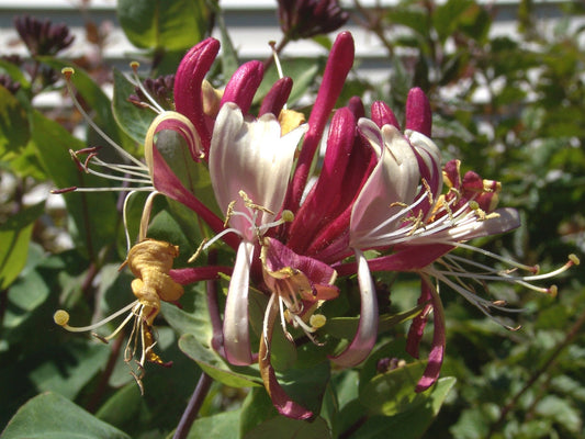 Lonicera Winchester, Lonicera: Honeysuckle - Brushwood Nursery, Clematis Specialists