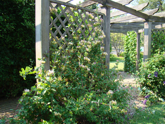 Lonicera Belgica, Lonicera: Honeysuckle - Brushwood Nursery, Clematis Specialists