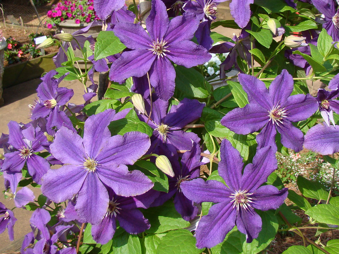 Clematis Marcelina