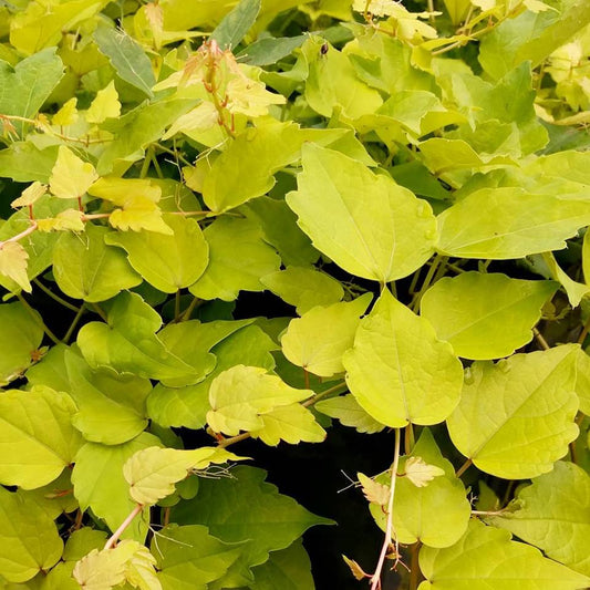 Parthenocissus Fenway Park, Other Species - Brushwood Nursery, Clematis Specialists