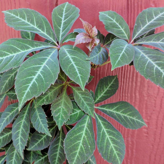 Parthenocissus henryana, Other Species - Brushwood Nursery, Clematis Specialists