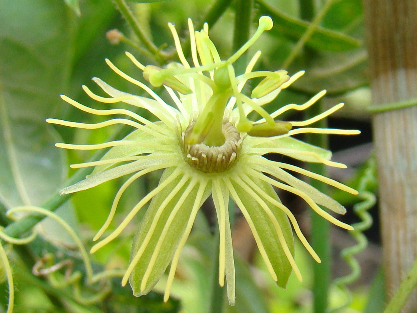 Passiflora lutea Sapelo, Native Vines - Brushwood Nursery, Clematis Specialists