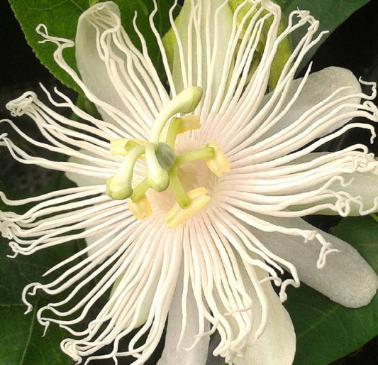 Passiflora incarnata Alba Supernova, Native Vines - Brushwood Nursery, Clematis Specialists