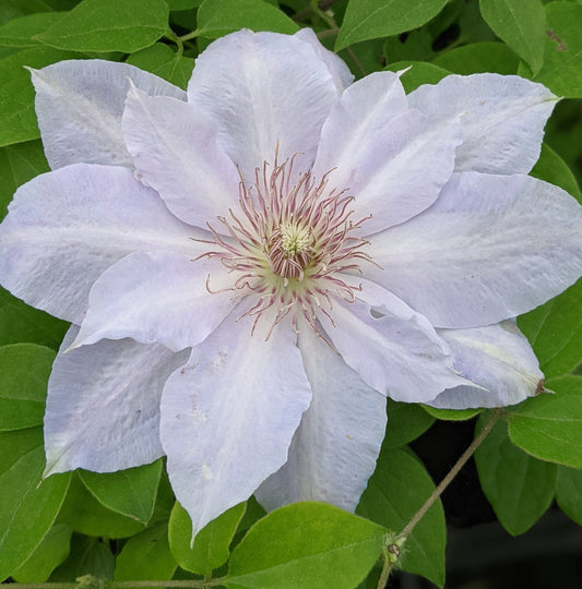 Clematis Tranquilite