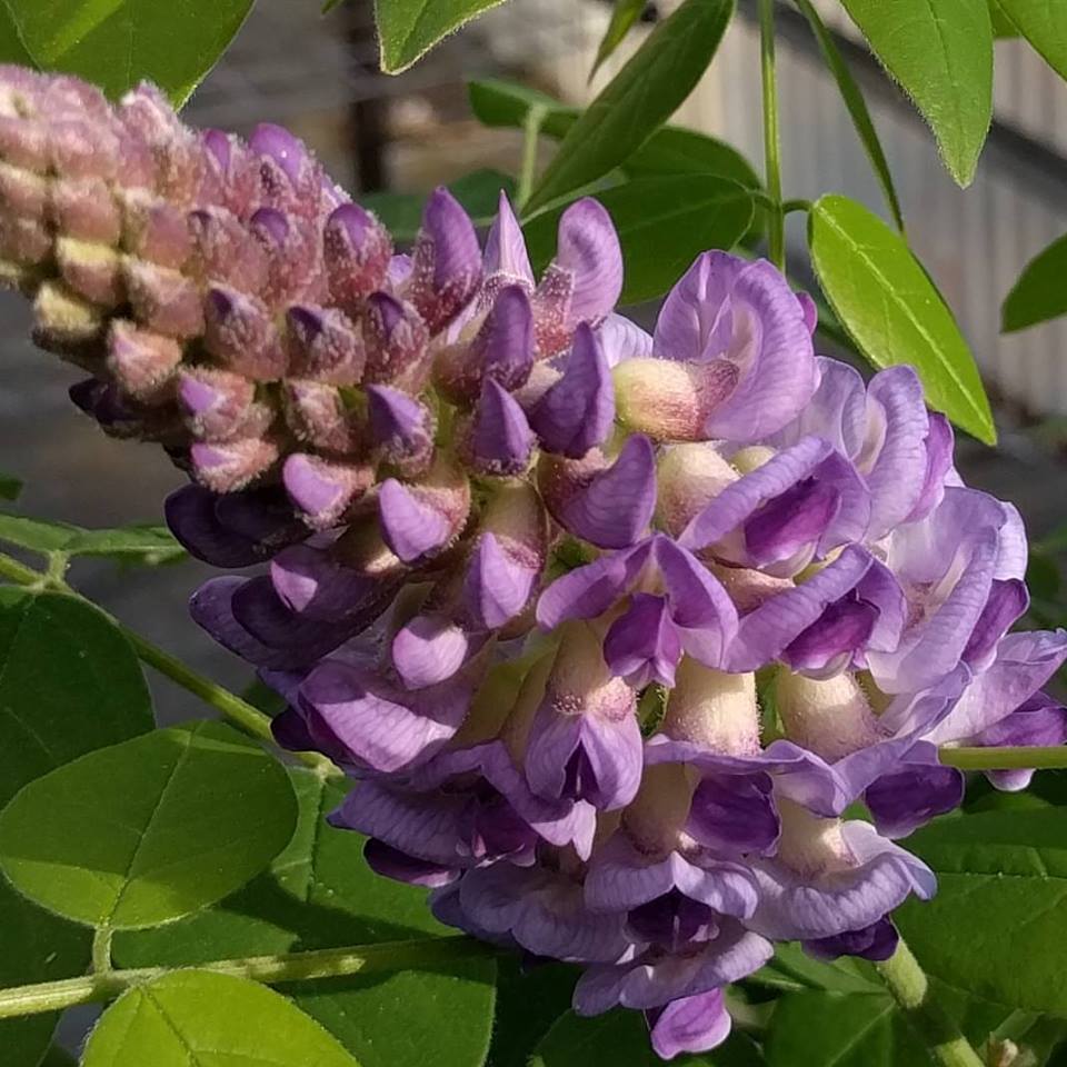 Wisteria frutescens Longwood Purple - American wisteria E-CLEMATIS